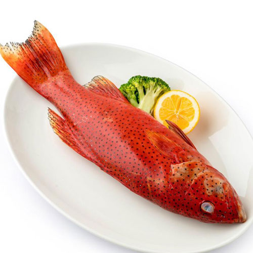 東星斑-粵崗蔬菜配送